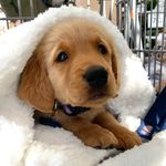 Sam Hurst - @super.golden.sam - Instagram