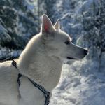 🇸🇪 Sam & Kali - @sam.husky - Instagram
