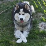 Aga Ulińska - @sam_husky.lbn - Instagram