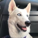 Husky Sammy - @sam_huskymmy - Instagram