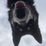 S A M 🐶 - @_sam.husky_ - Instagram