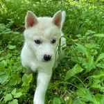 S A M - @sam_husky_boy - Instagram