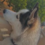 ＳＡＭＩＥＥ🤍 - @sam.huskyy - Instagram