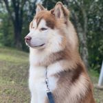 SAM | Husky Siberiano - @sam.the_husky - Instagram