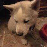 Sam🐶❤️ - @_sam_husky_ - Instagram
