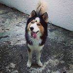 Sam funny dog🐾 - @sam_husky_funny_dog - Instagram
