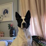 🐕𝗦𝗔𝗠🐕 - @sam_huskita - Instagram