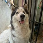 Sam_Husky💕 - @sam_huskysiberiano - Instagram