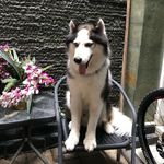 Sam Husky 🐕 - @huskysamhusky - Instagram