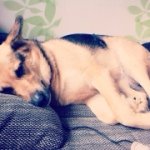 Sam Husky-Mix - @sam.huskymix - Instagram