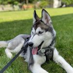 Sam Moran Mendoza - @_sam.husky - Instagram