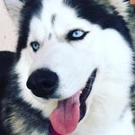 Sam - @sam_huskbr - Instagram