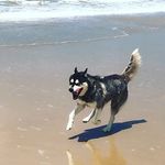 Sam - @sam_huskysiberiano1 - Instagram