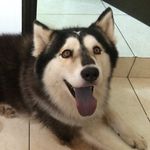 Sam - @samhuskyy - Instagram