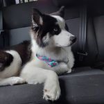 Sam Shelby 🐺 🥃 - @sam_huskywooly - Instagram