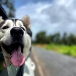 Sam Siberian Huskey - @sam.husky21 - Instagram