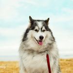 Sam The Husky - @samishusky - Instagram
