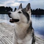 Sam the Husky - @sam_the_irish_husky - Instagram