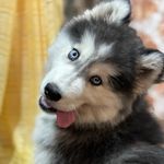 Samrao Patil - @sam_the_husky04 - Instagram