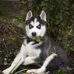 Samuel - @sam_huskycz - Instagram