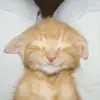 Stanley - @samiam.com - TikTok