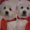 samingle630b - @samingle630 - TikTok