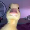 Sam Jamison - @samjamison66 - TikTok