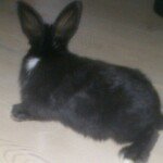 Sam Jensen - @samthebunny - Instagram