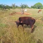 Samjuel Ireri - Facebook