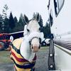 Sammy 🐴🐴🐴🐴jumper - @apach69 - TikTok