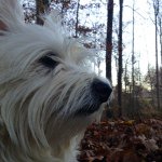 Sammy The Westie - @sam_the_jumper - Instagram