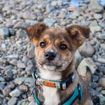 Sam, Juniper & Friends - @taleswithjunebug - Instagram
