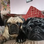 Sam and the puglets - @samkarelus - Instagram