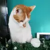 Sammy_der_kater - @katersam - TikTok