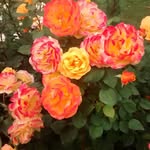 Sam Kinney - @samkinney355 - Instagram