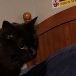 Sam Kline - @samthecatfreak - Instagram