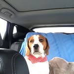 Sam Knott - @sammythebeagledog - Instagram