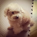 Sam Kwan - @bastethk - Instagram