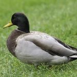 Sam Lamont - @sdl_duck - Instagram