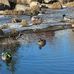 Sam Livingston Fish Hatchery - Facebook