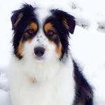 Sam Maggio - @sammaggio6020 - Instagram