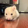 Sammakii - @sammakii - TikTok
