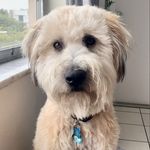 Sam Mintz - @sam_thewheatie - Instagram
