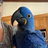Samantha Mintz - @sam_mintz - TikTok