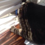 Sammi Brockman - @sammize_the_cat - Instagram