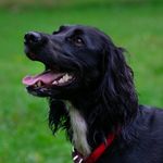 Sam Molander - @sammolander_pet_photography - Instagram