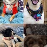 Sam, Minnie, Charli, & Mabel Monahan - @monahan_pups - Instagram