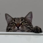 Sam 😼🙀 - @sam_monkey_cat - Instagram