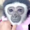 Sam 🦁🐵 - @sammousa10 - TikTok