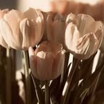 Sam Nazari - @sam._.pab - Instagram